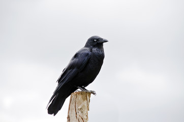 juvenile Australian Raven