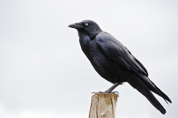 juvenile Australian Raven