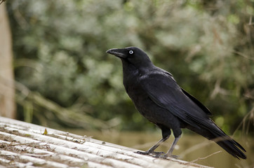 juvenile Australian Raven