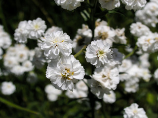 White flowers on dark background.