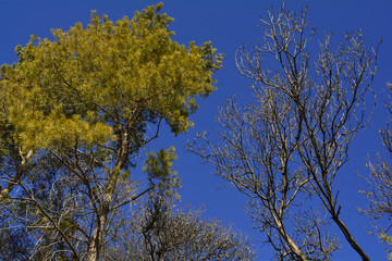 branches of the trees in early spring