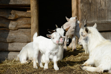 white goats and goat kid  on straw in front of shed