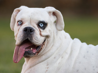 White german boxer face in czech republic in europe/captive animal/beautiful and rare pet/female dog