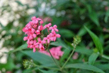 Pink flower in garden.