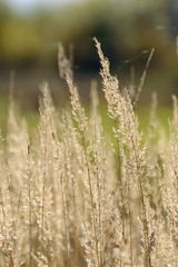 Fototapeta premium Golden grass with shallow depth of field