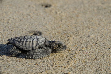 Fototapeta na wymiar Baby Turtle