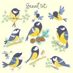 Cartoon birds. Great tit set. Vector illustration © estudio3lalin