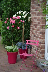 Rosenstämme pink und weiß 9