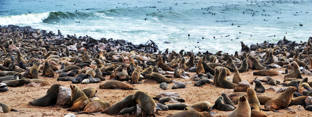  Cape Cross seal colony in Namibia, Africa