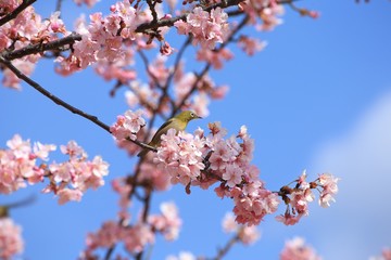 メジロと河津桜