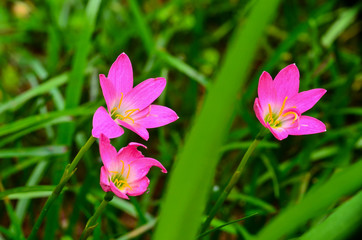 Pink rain lilies flower