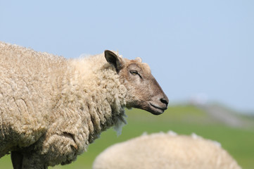 Sheep standing on pasture and looking