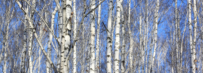 Fototapeta premium Beautiful landscape with white birches. Birch trees in bright sunshine. Birch grove in autumn. The trunks of birch trees with white bark. Birch trees trunks. Beautiful panorama.