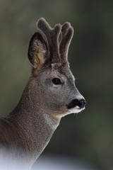Roebuck portrait. Roe deer portrait. Wild animal portrait. Roebuck with horns.