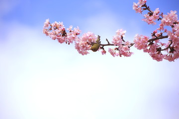 メジロと河津桜