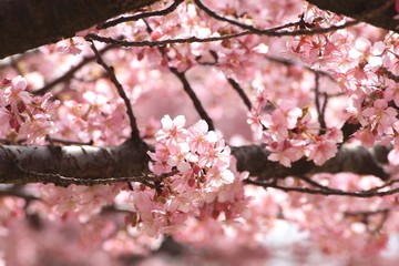 光に照らされる河津桜