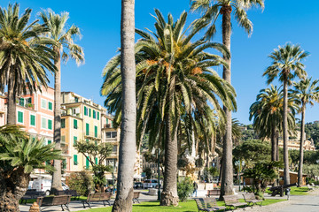 Fototapeta na wymiar Palm trees at Santa Margherita Ligure, Cinque Terre, Ligurian coast, Italy.