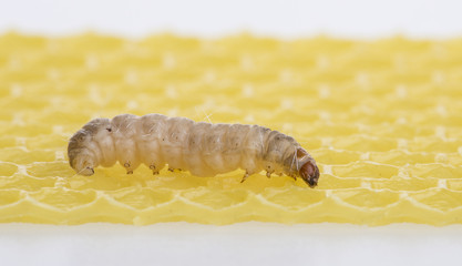 Galleria mellonella; wax moth - bee parasite - microscope photo