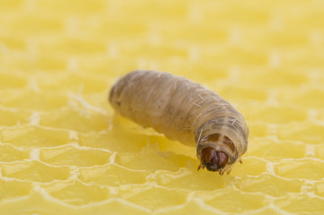 Galleria mellonella; wax moth - bee parasite - microscope photo
