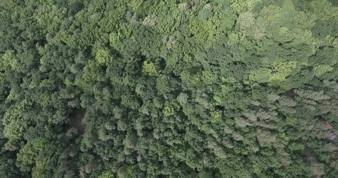 Aerial view of green forest. Camera tilted down. Summer scene of forrest.