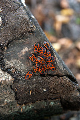 Black and red Firebug or Pyrrhocoris apterus, on a old tree trunk