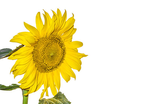 Blooming sunflower isolated on white background. Agricultural natural background with copy space.