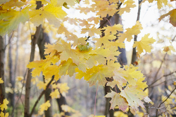 Beautiful golden maple autumn leaves in the sunset forest