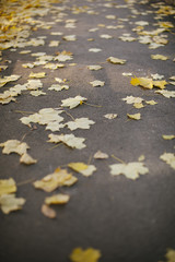 Yellow autumn leaves on the pavement