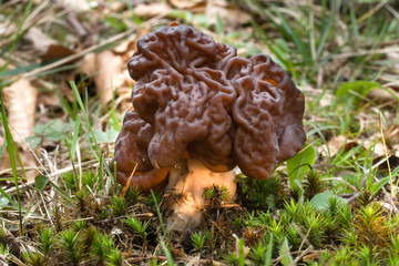 Gyromitra Esculenta known as False morel. Photo has been taken in the natural forest background.