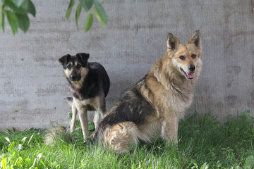 Two stray dog sitting on the lawn. animals