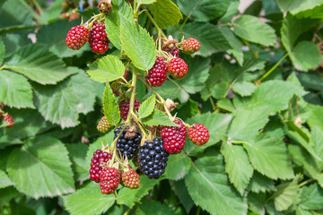 Close up view of a bunch of blackberry. Ripening of the blackberries on the blackberry bush in forest..