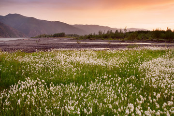 Field of cotton grass on a background of mountains in sunset light. The River Moma. Yakutia. Russia.