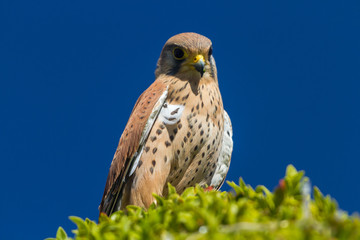 Falcon