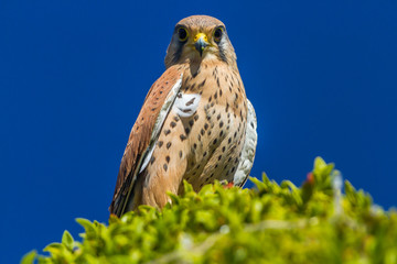 Falcon