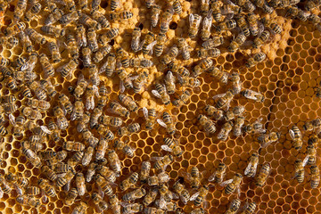 Busy bees inside hive with sealed cells for their young.