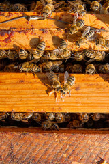 Close up view of the bees swarming on a honeycomb.