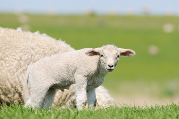 lamb standing on pasture