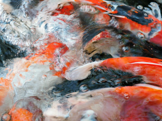 Obraz na płótnie Canvas Koi fish swimming beautiful background.