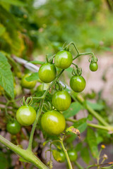 Branch of green unripe cherry tomatoes outdoors. Organic cherry tomatoes cultivation in a garden. .