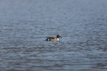male northern pintail (Anas acuta) swimming