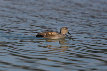 swimming male gadwall duck (Anas strepera)