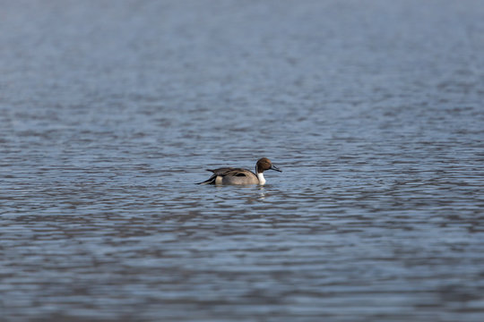 male northern pintail (Anas acuta) swimming