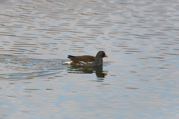 common moorhen (Gallinula chloropus) swimming