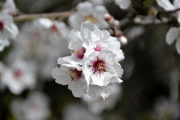 Details of almond tree flowers and leaves