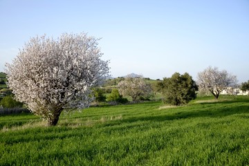 Landscape of almond trees and cloudy sky