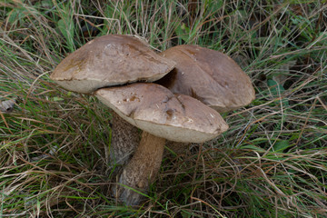 Leccinum scabrum mushroom. Photo has been taken in the natural forest background.