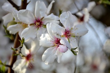Details of wild almond flowers and leaves