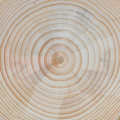 Holz-Hintergrund: Wachstumsringe einer Kiefer