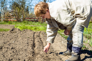 Gardener sowing seeds in the vegetable garden. Spring gardening.