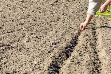 Hands sowing seeds into the soil in the vegetable garden. Spring gardening.